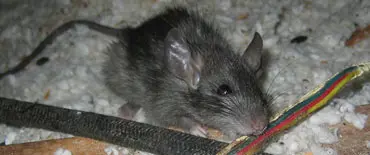local Rodent Proofing