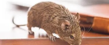 Rodent Proofing contractors
