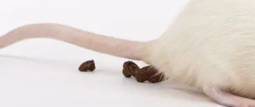 Rodent Proofing services