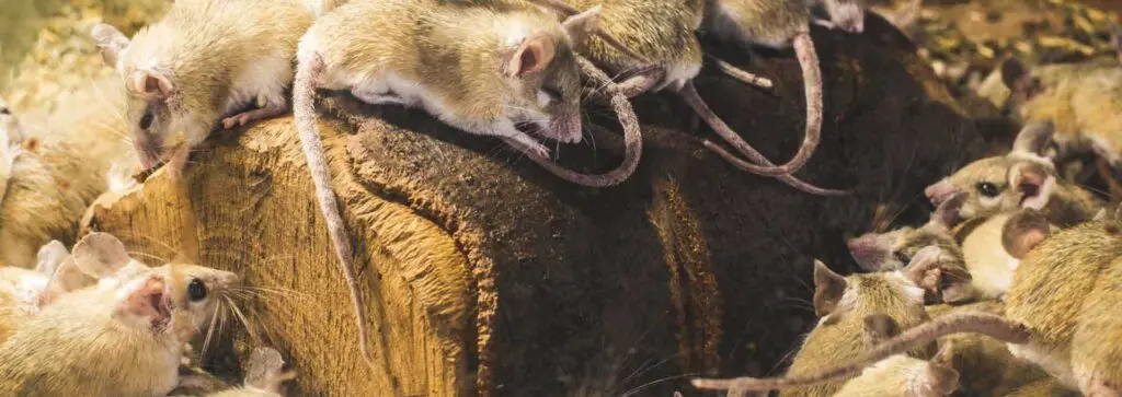Rodent Proofing estimate