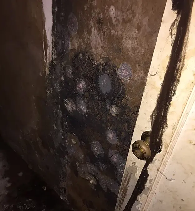 Rodent Proofing in my area